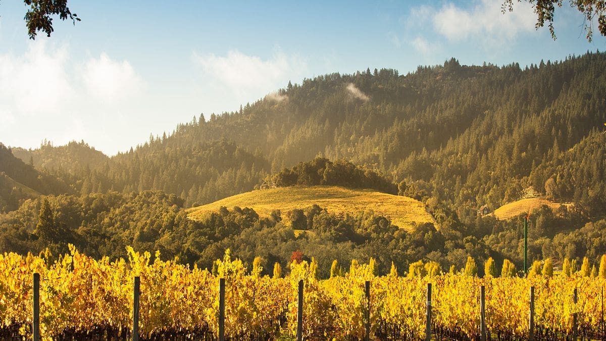 NapaValleyFall_main(1)